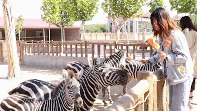 山东9个5a免费景区名单2020,山东免费4a景点排名一览表