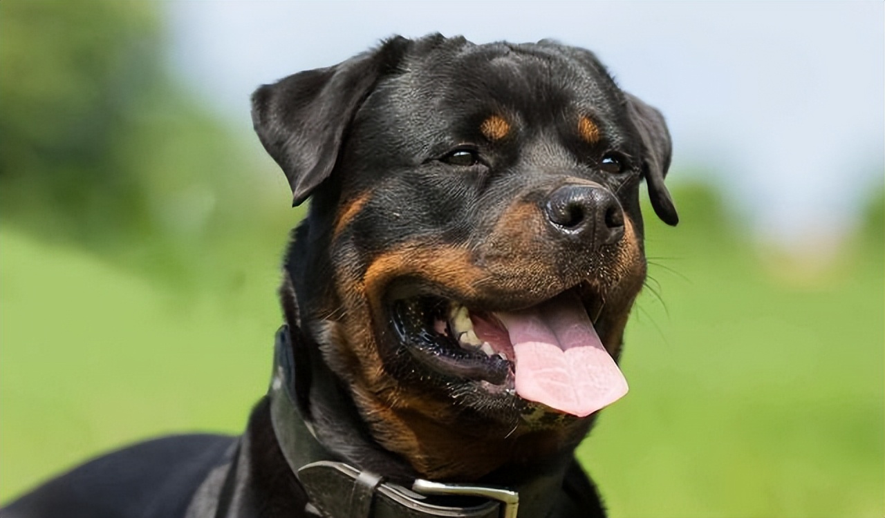 罗威纳犬有什么缺点和优点,罗威纳犬的二十五个缺点