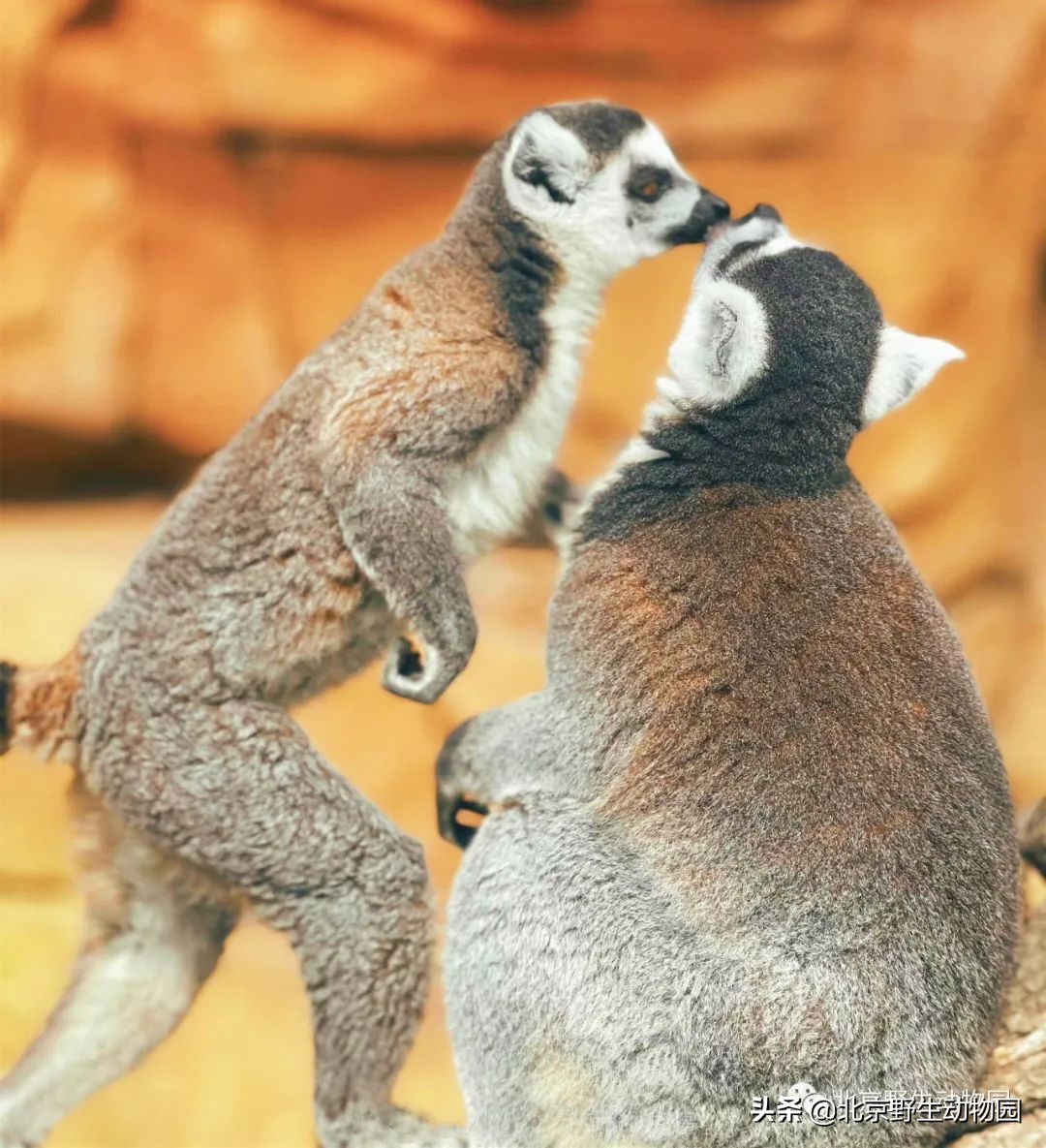 环尾狐猴在中国属于几级保护动物,环尾狐猴最显着的几个特点是什么