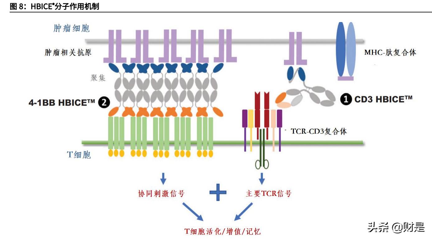 和铂医药是国企吗,和铂医药深度分析