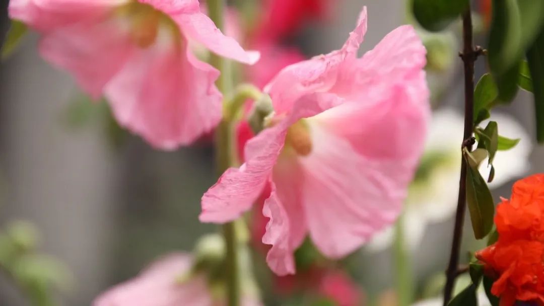二十四节气花图文,二十四节气谷雨国花盛开的季节