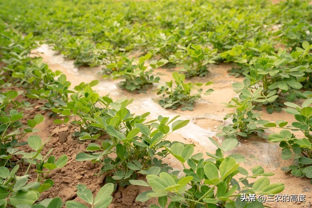 花生专用肥和花生药肥哪个效果好,花生微肥使用时间