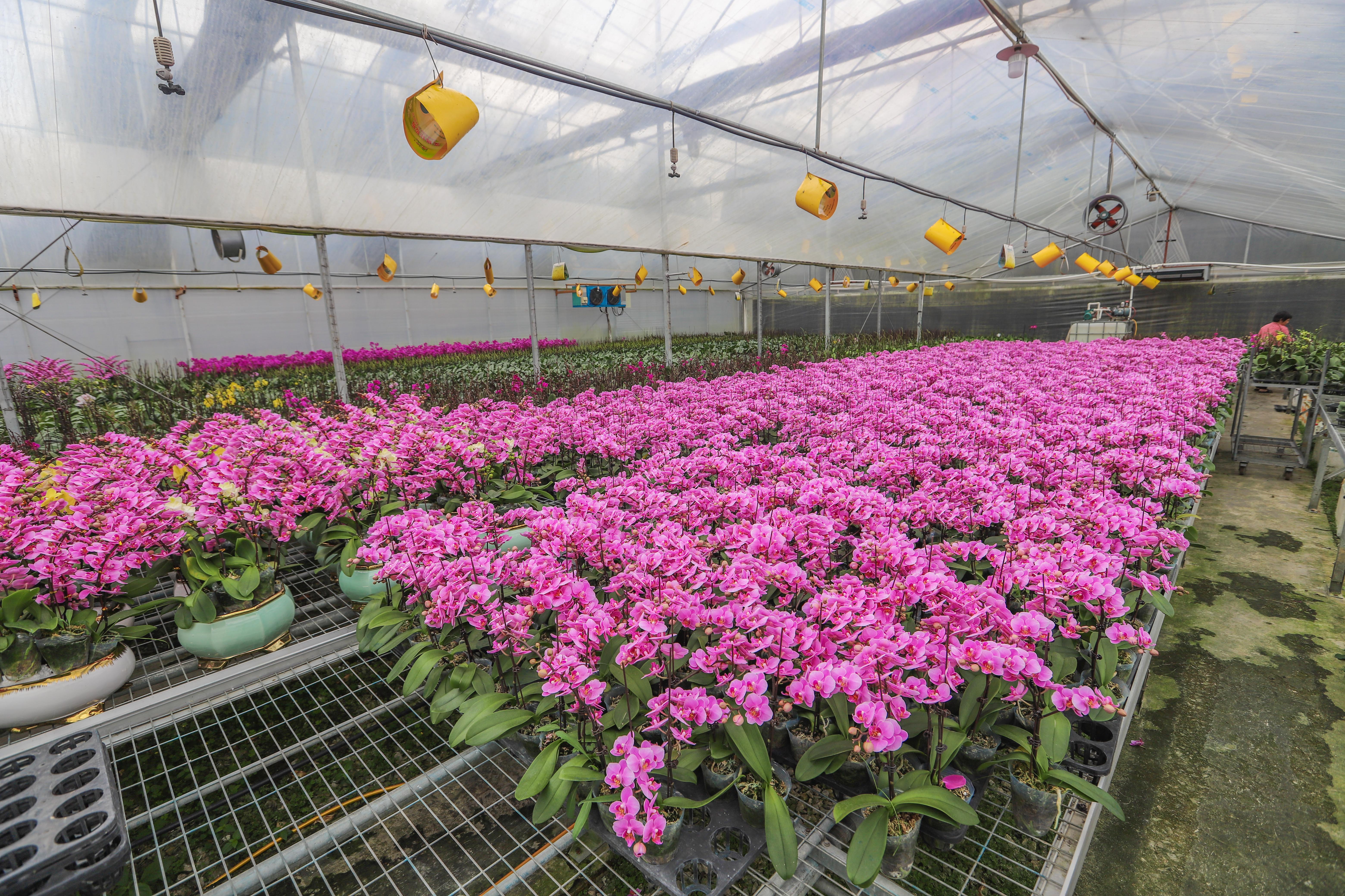 走进花果苗木之乡洪阳镇，探索“万花园”花木致富的产业密码