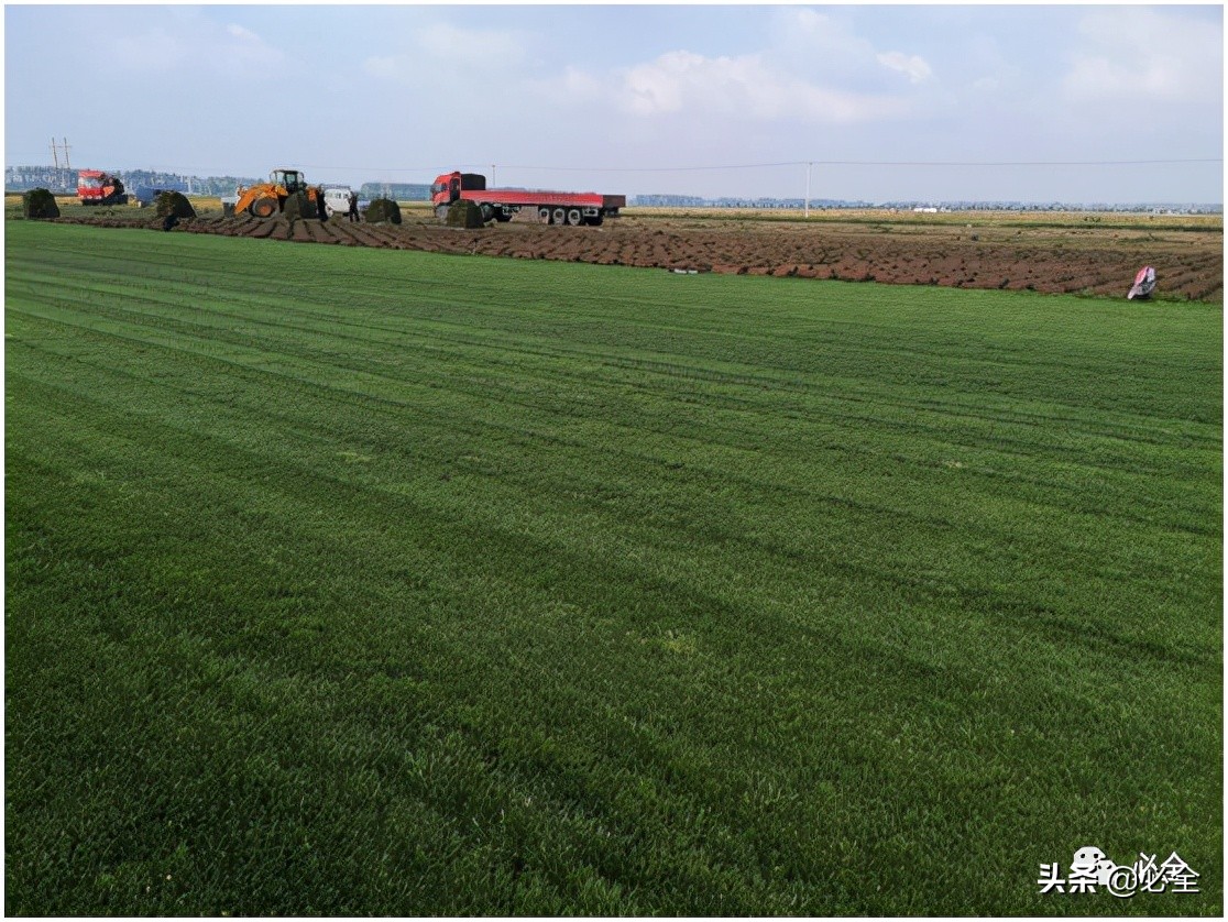 混播草坪搭配比例,草坪为什么要混播