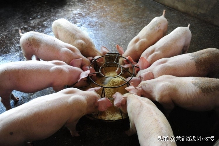 一位农村小伙子养猪年赚百万,养猪怎样一年赚1000万