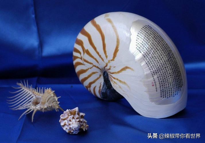 宁德大黄鱼之乡攻略,霞浦大黄鱼之乡图片