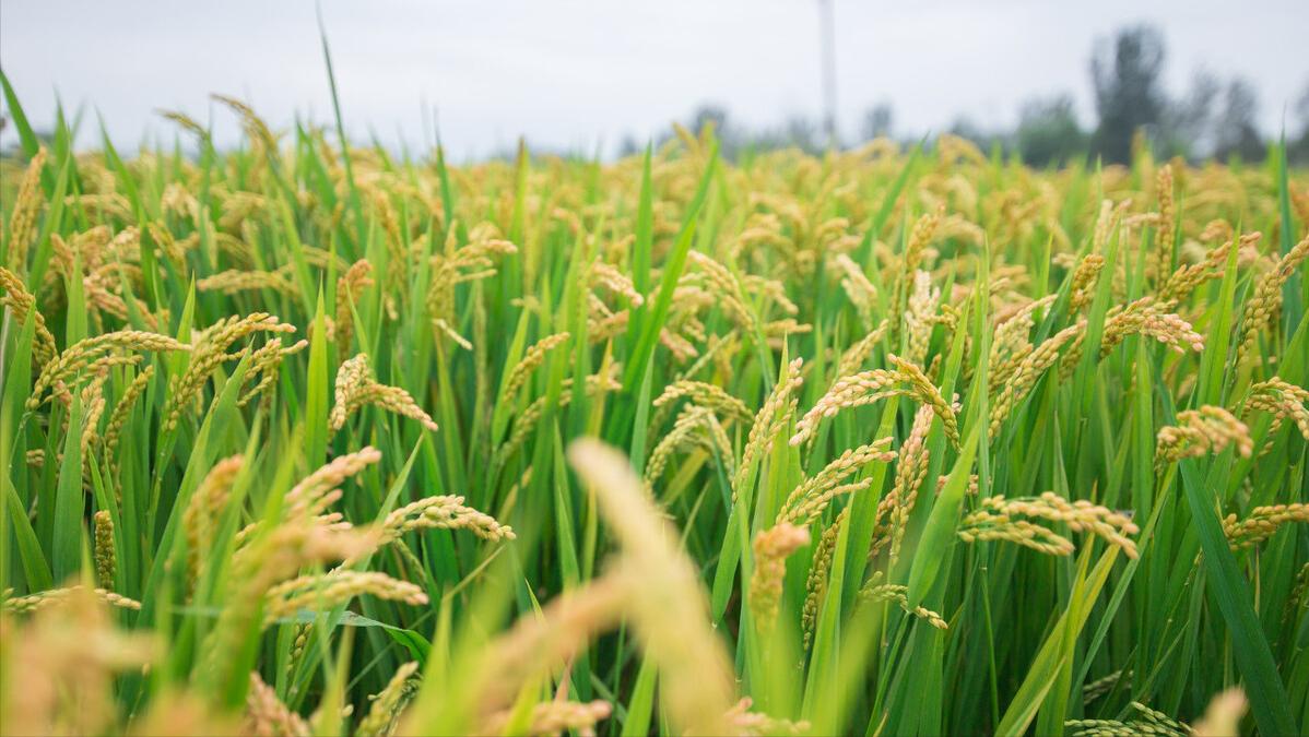 泰国香米一亩地产多少,泰国水稻有多少亩