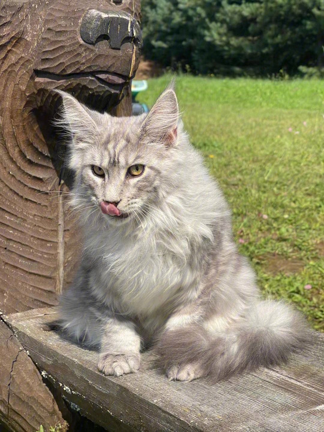 猫界巨人,缅因猫怎么选出能长很大的猫