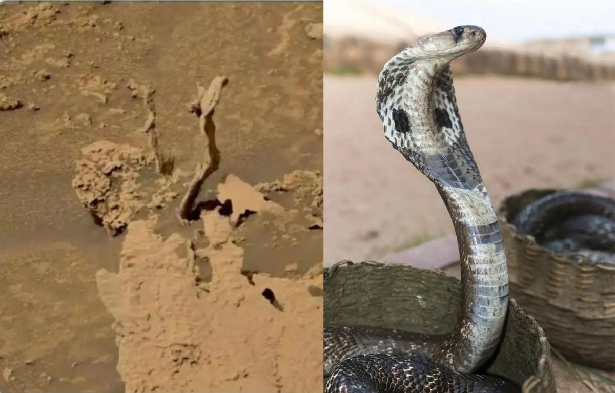 火星上有蛇好奇号传回诡异照片,好奇号火星不明飞行物