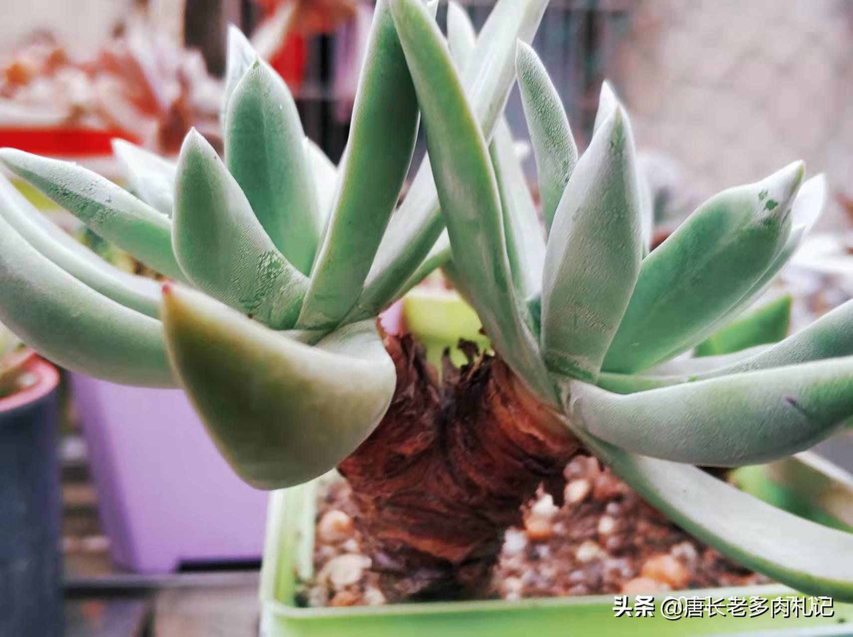 仙女杯多肉怎么养成粗壮,多肉仙女杯最佳状态