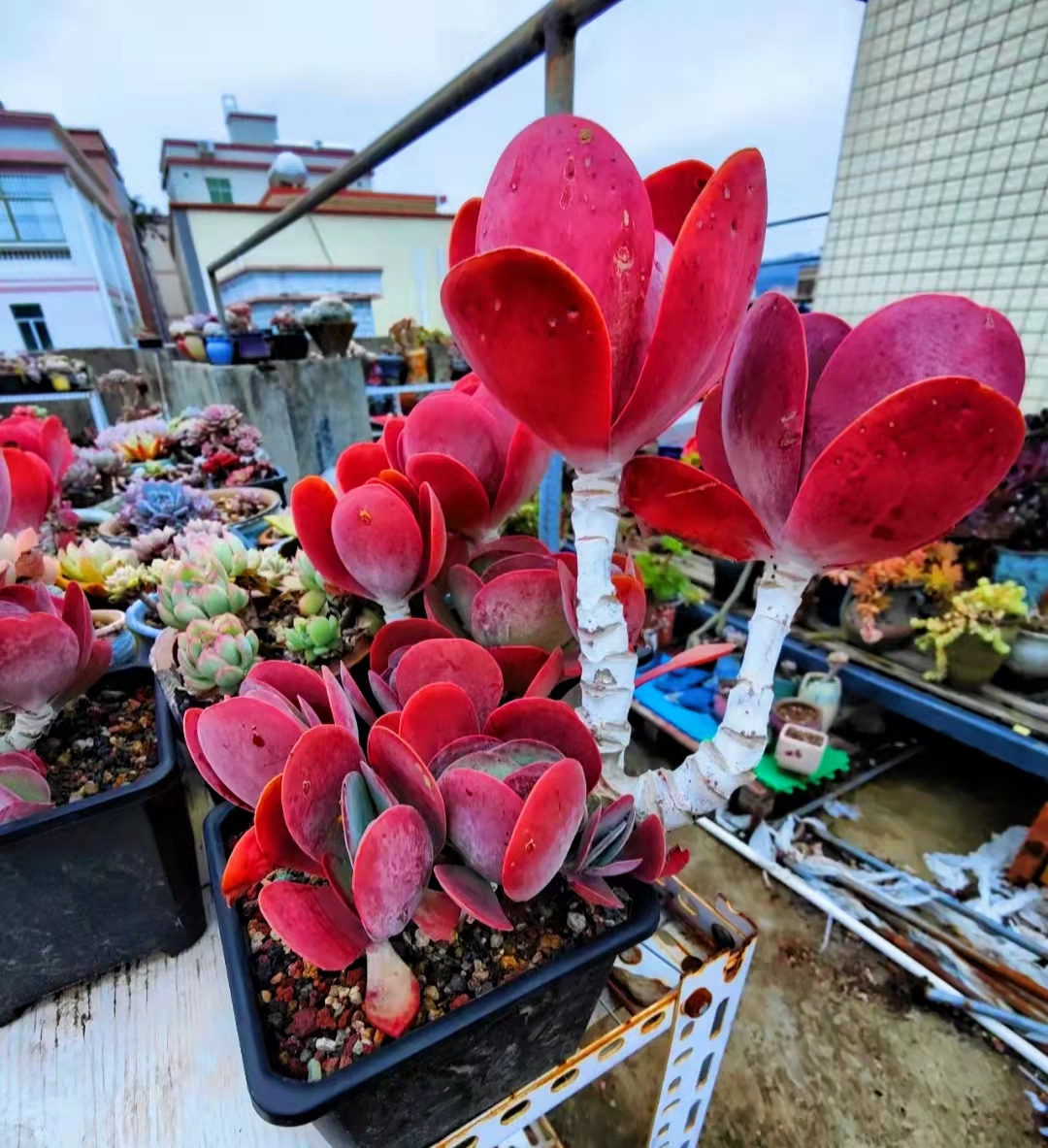 白凤大老桩多肉状态图,容易养成悬崖桩的多肉品种