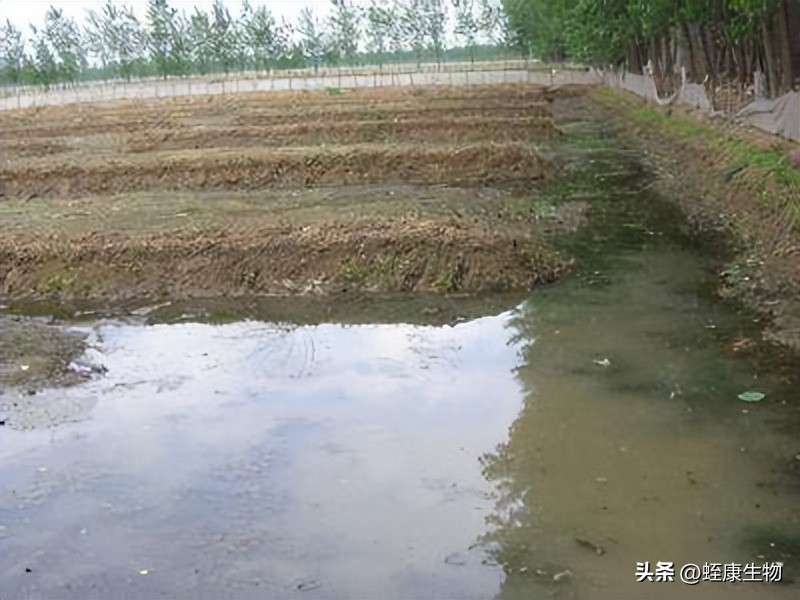 水蛭养殖要什么技术条件,水蛭养殖技术和方法全套