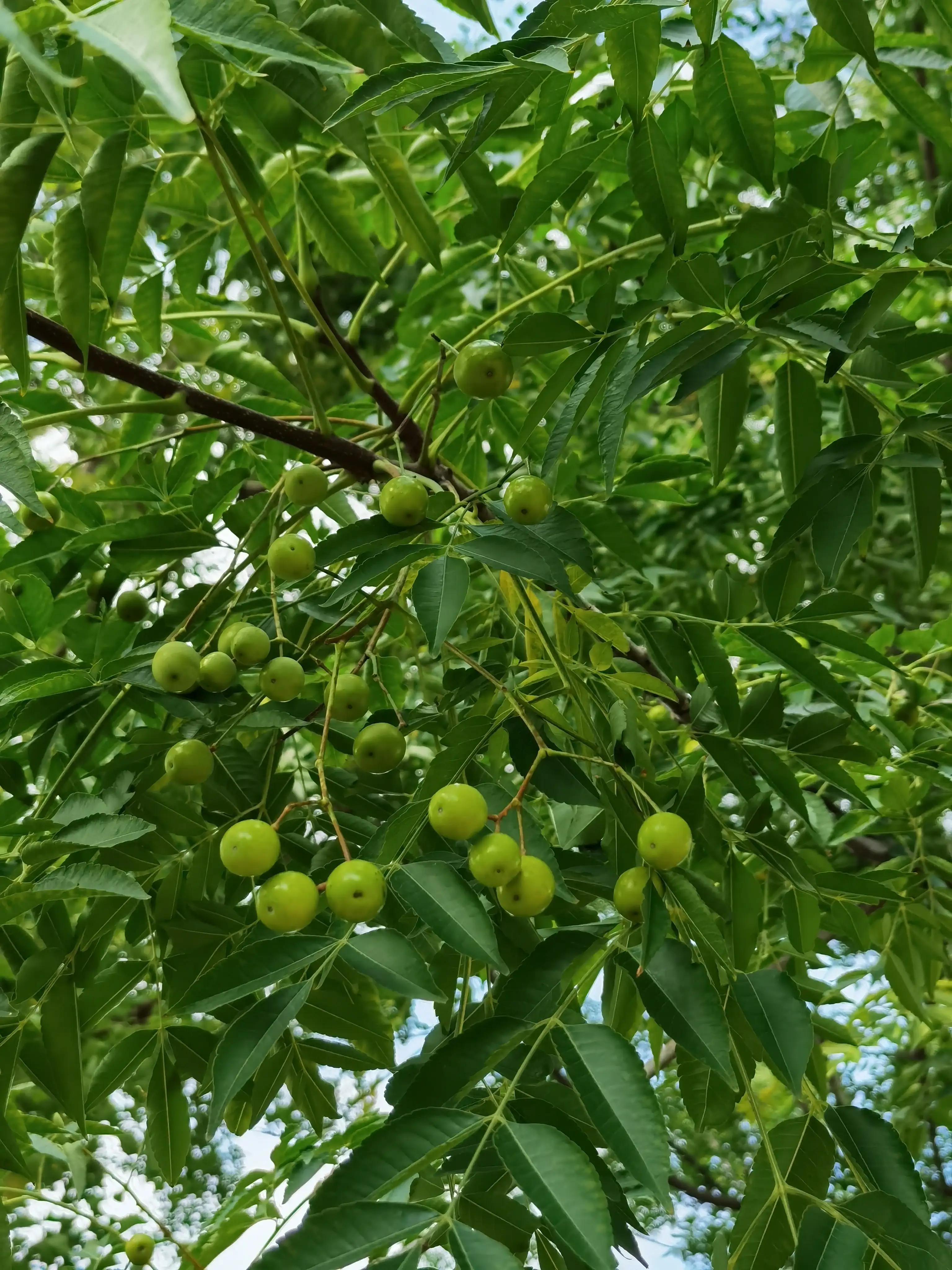 陈姊妹视频,陈姊妹最新视频