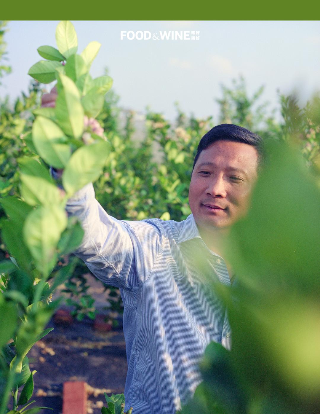 广东香水柠檬10块钱一斤,10块一杯的柠檬茶如何提高单价