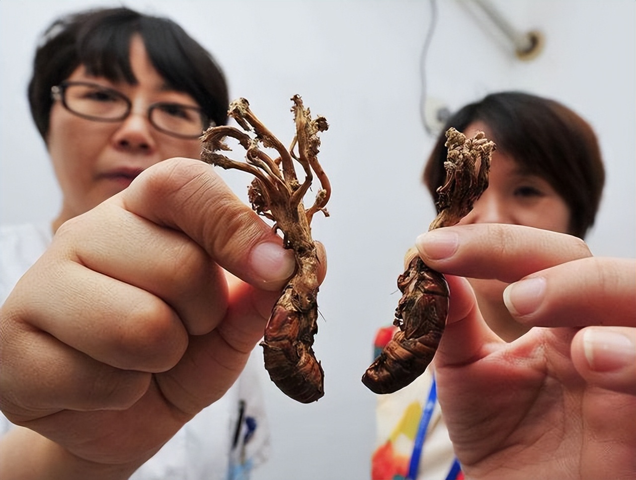 这些常见的野生菌,这些常见的野生菌你们都认识吗