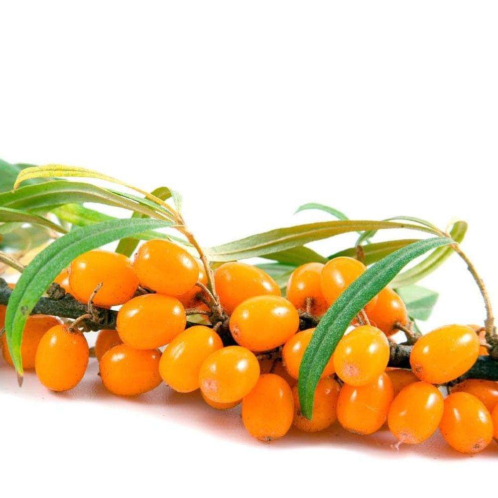 沙棘饮品无添加,沙棘饮品