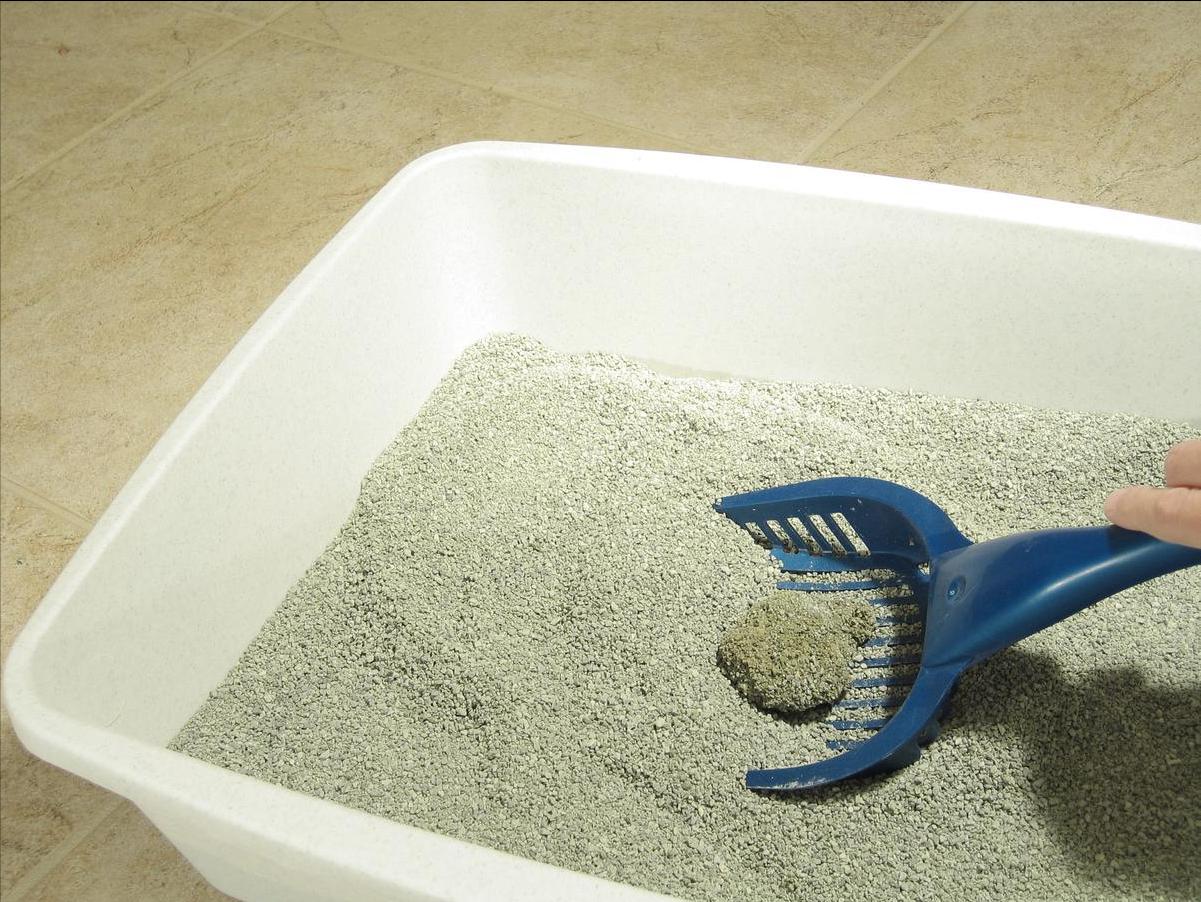 猫咪总是乱拉屎？先别急着骂，试试几招可能就解决啦