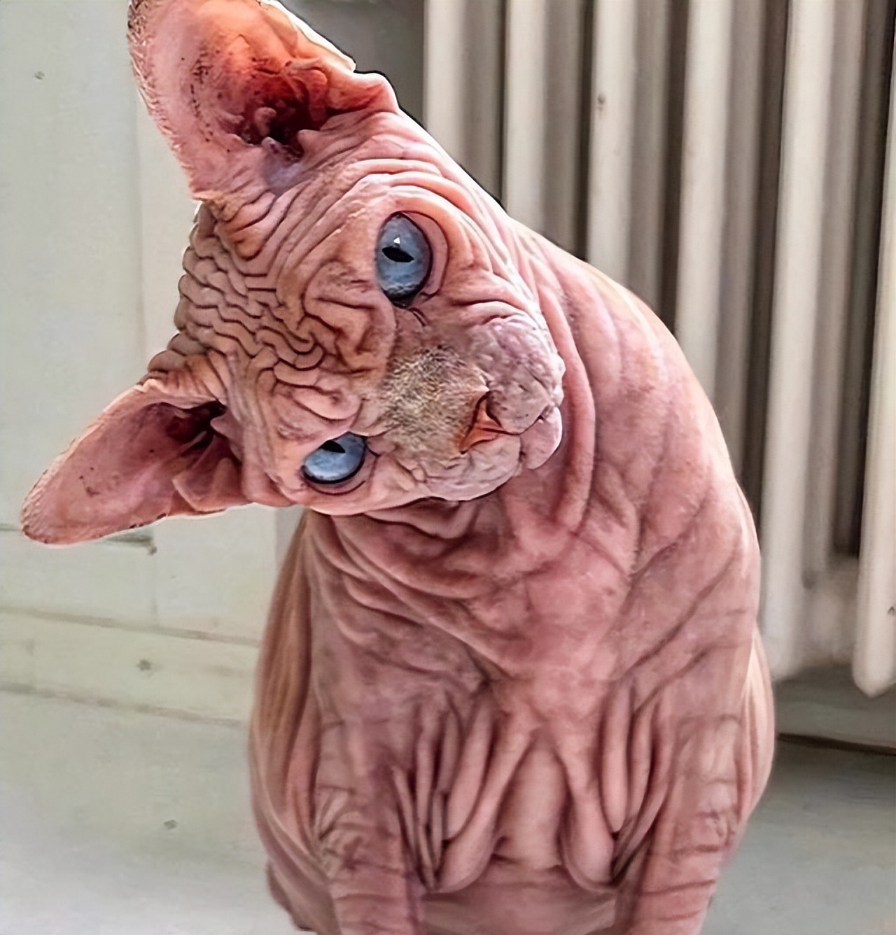 养猫一时爽撸猫火葬场,买猫一时爽养猫火葬场