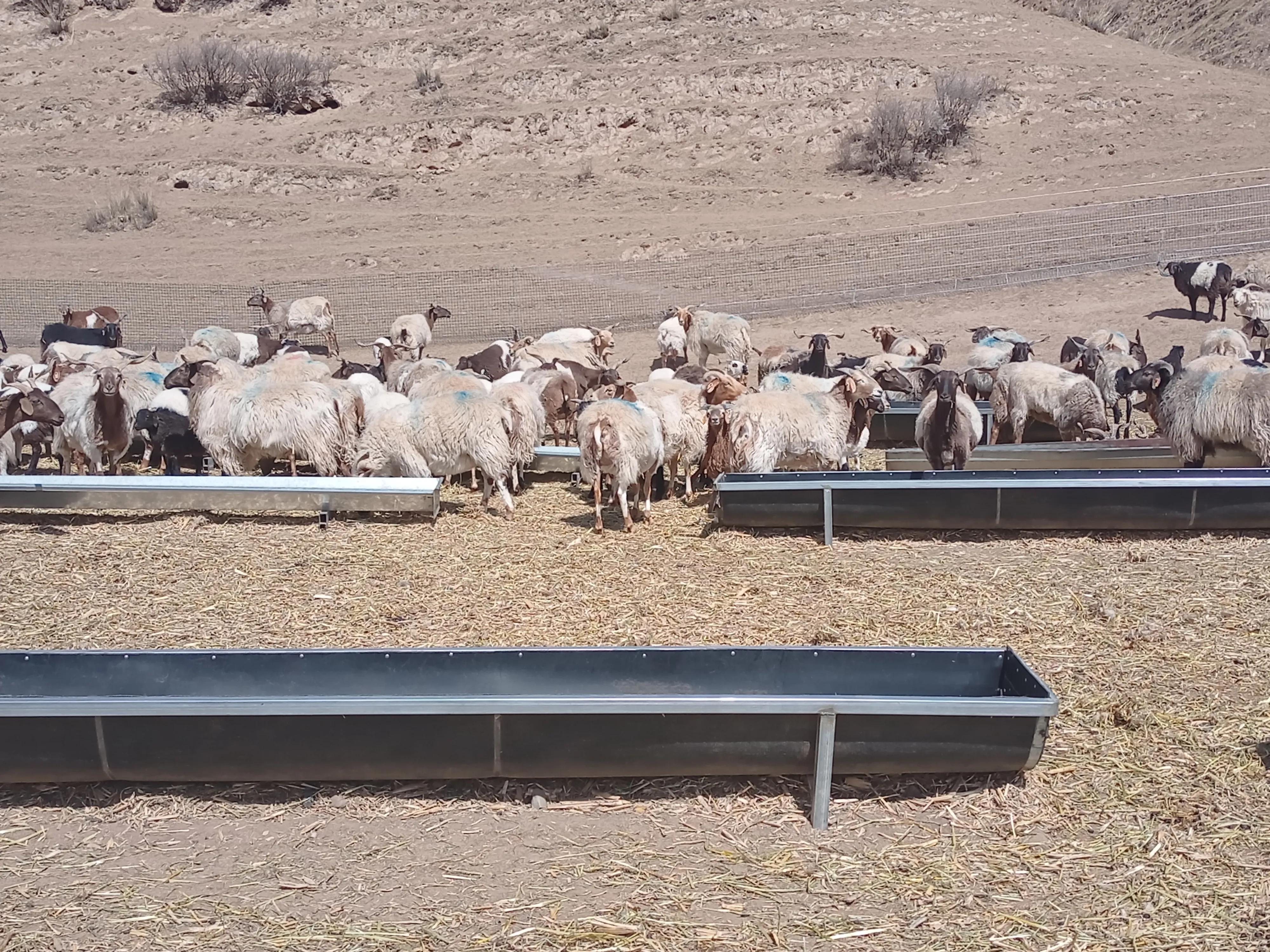 2024年养羊的10大忠告,为什么选择返乡养羊