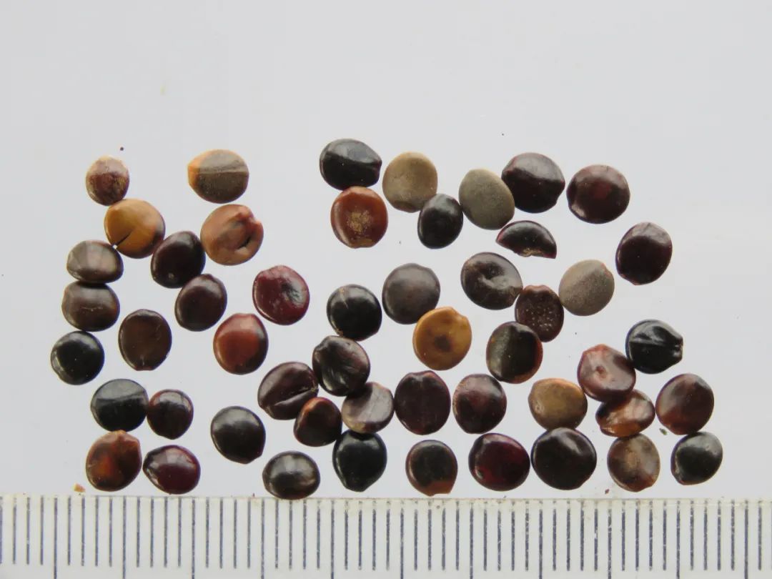 嗨，你家酸枣仁买对了吗？