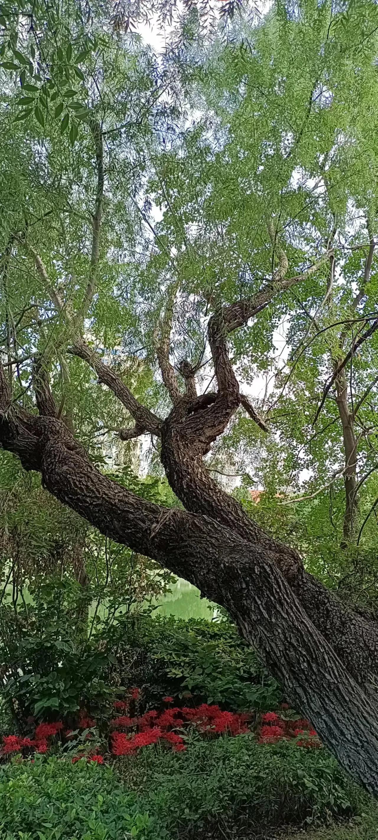 妤氭渤椋庢櫙,妤氭渤鏅壊