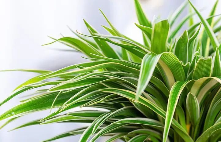 招财纳福多肉盆栽,家里养什么盆栽纳福