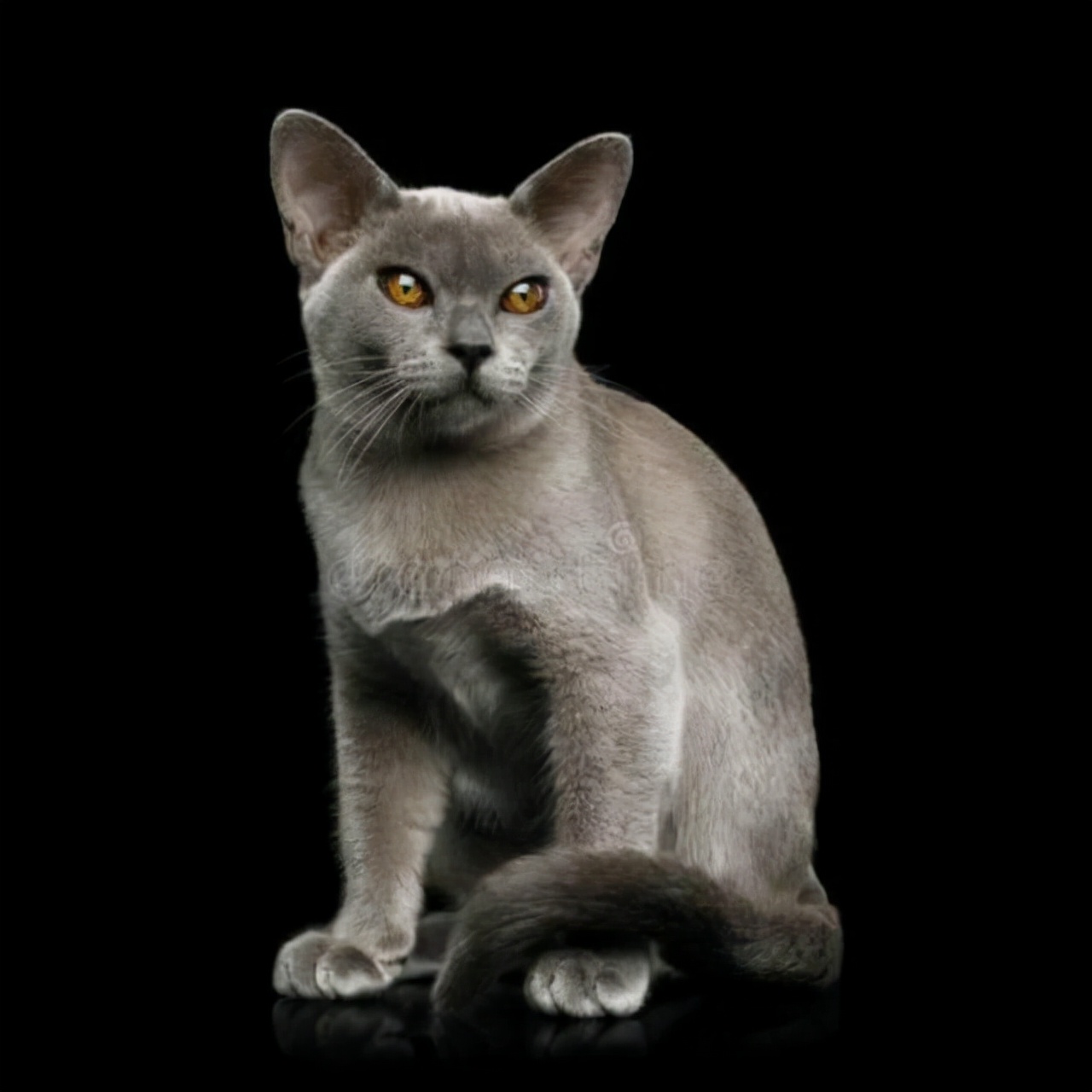 猫咪是属什么的,猫咪是什么生物