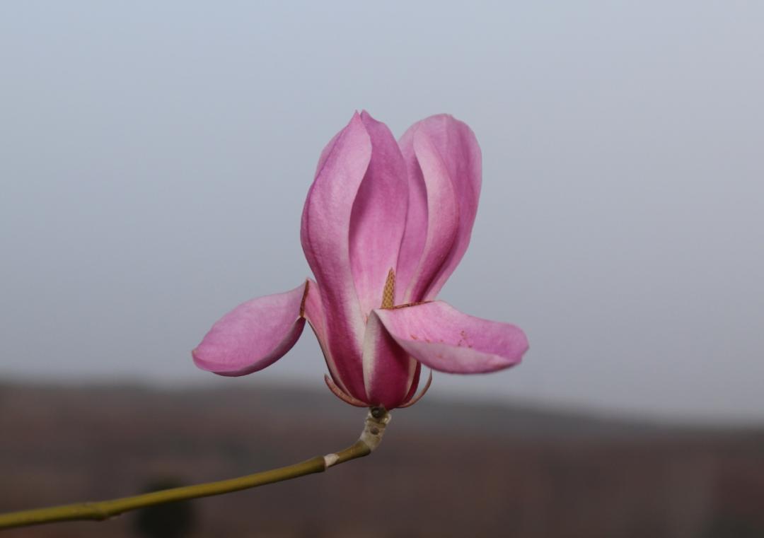 白玉兰为什么被评为上海市市花,中国国花上海市花白玉兰