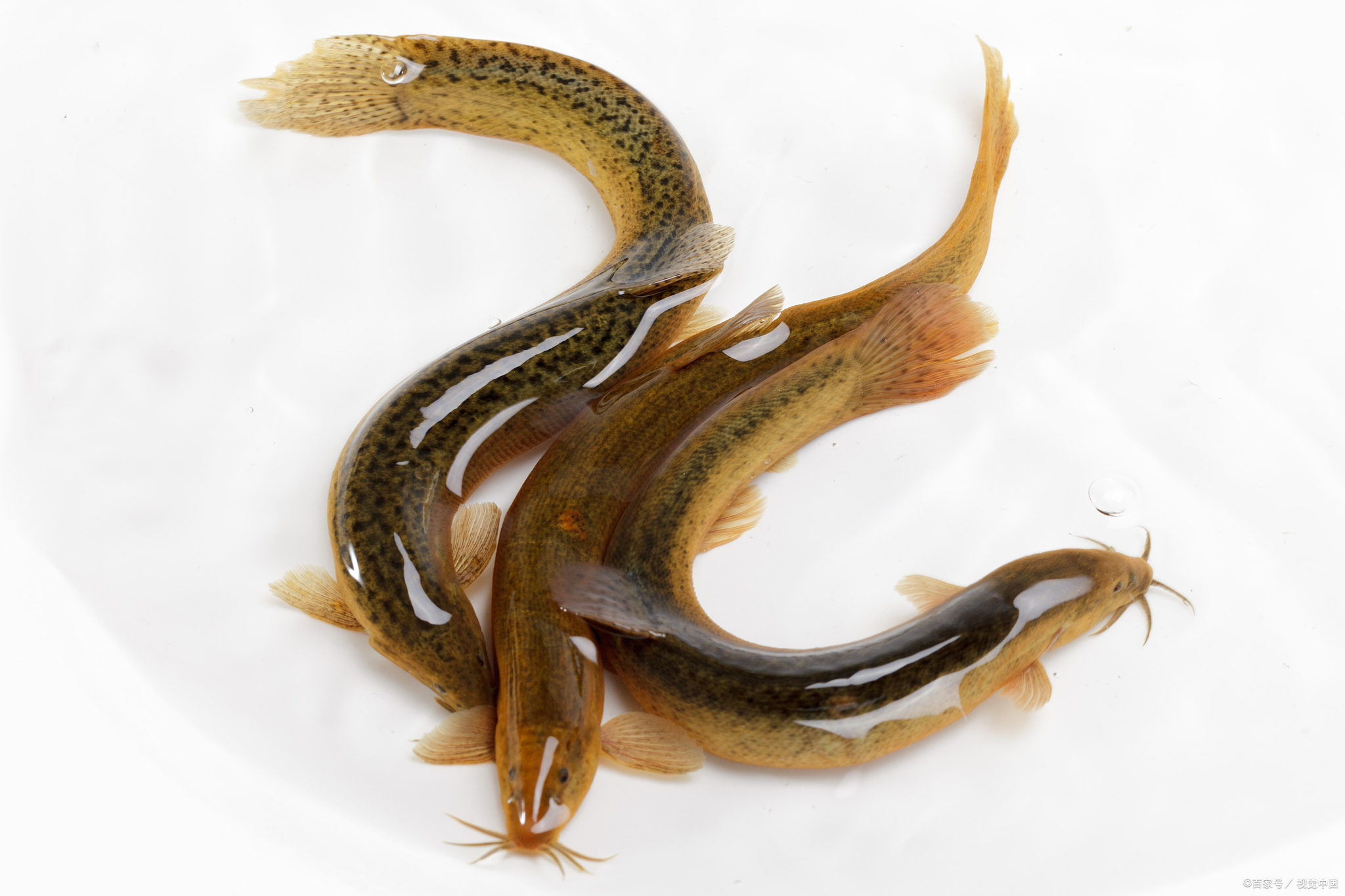 泥鳅烧黄瓜怎样做好吃又下饭,红烧泥鳅黄瓜最正宗的做法