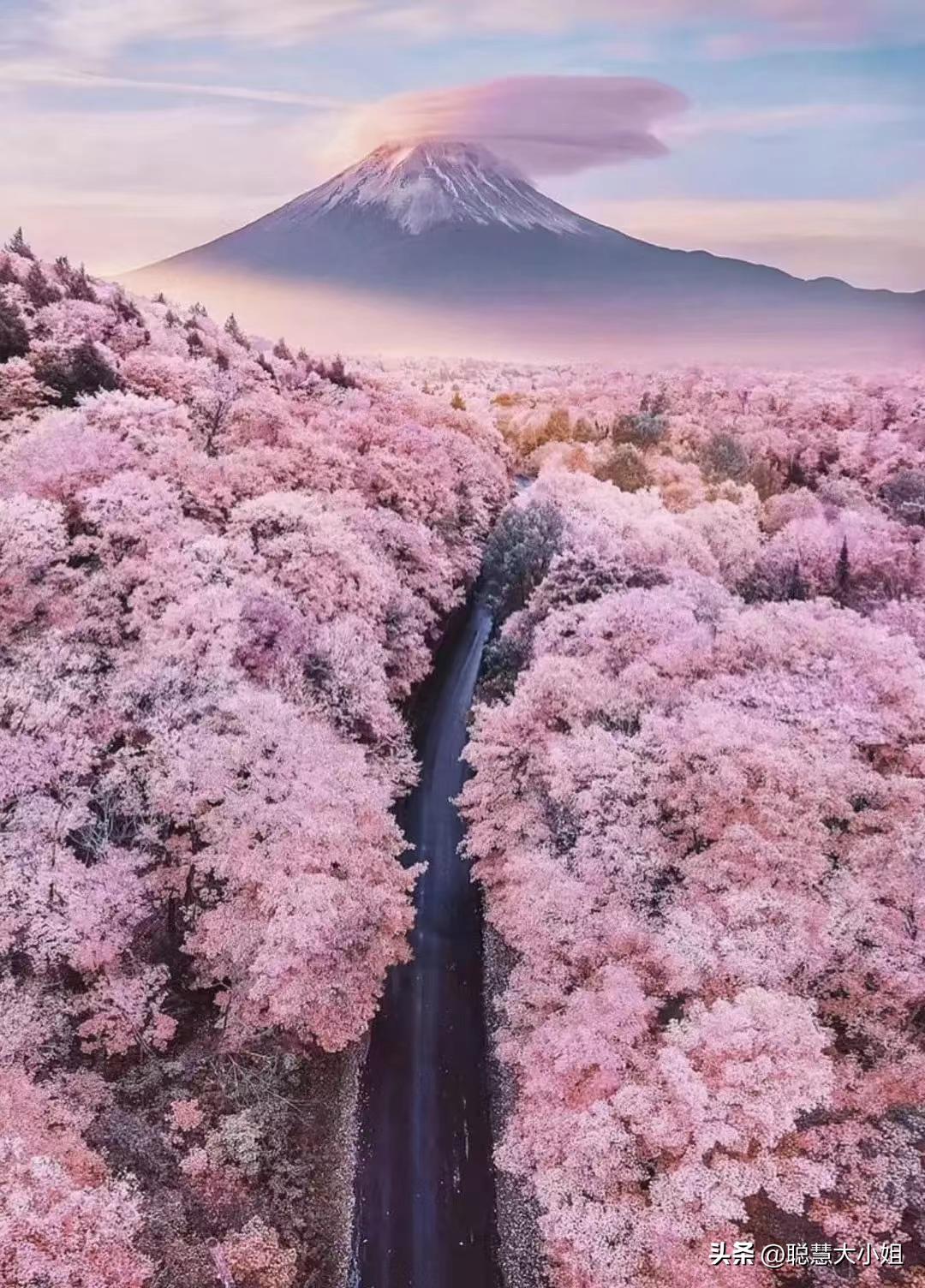 日本樱花花海浪漫之旅,日本旅游看樱花之旅攻略