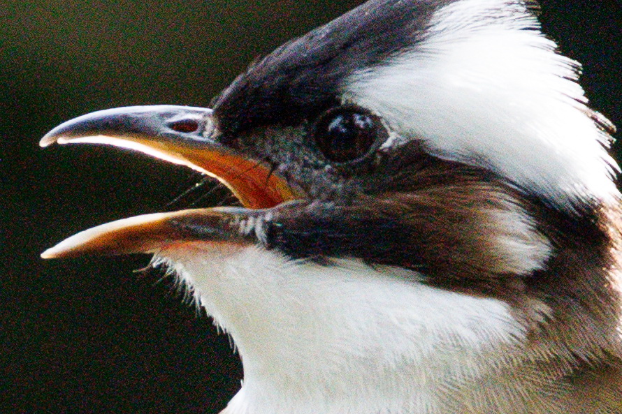 佳能eosr8打鸟,佳能eosr8拍视频变焦