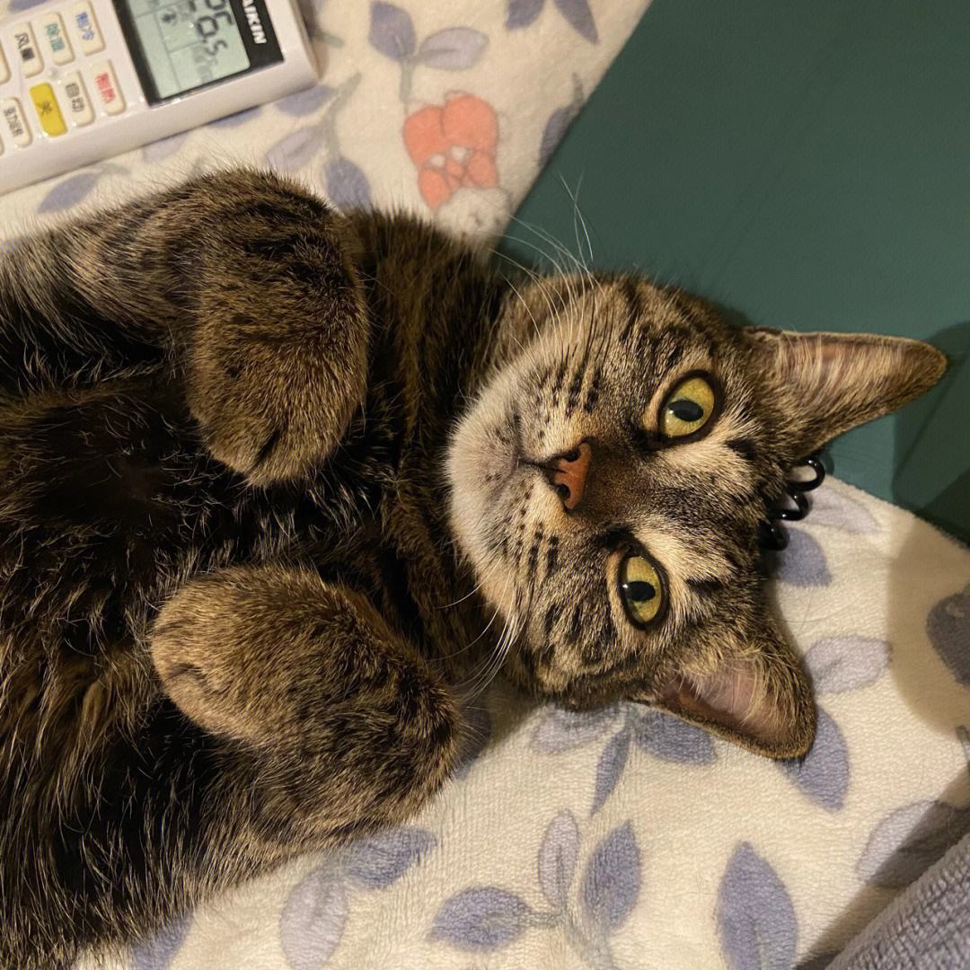 买猫费钱养猫更费钱,买猫到底好不好