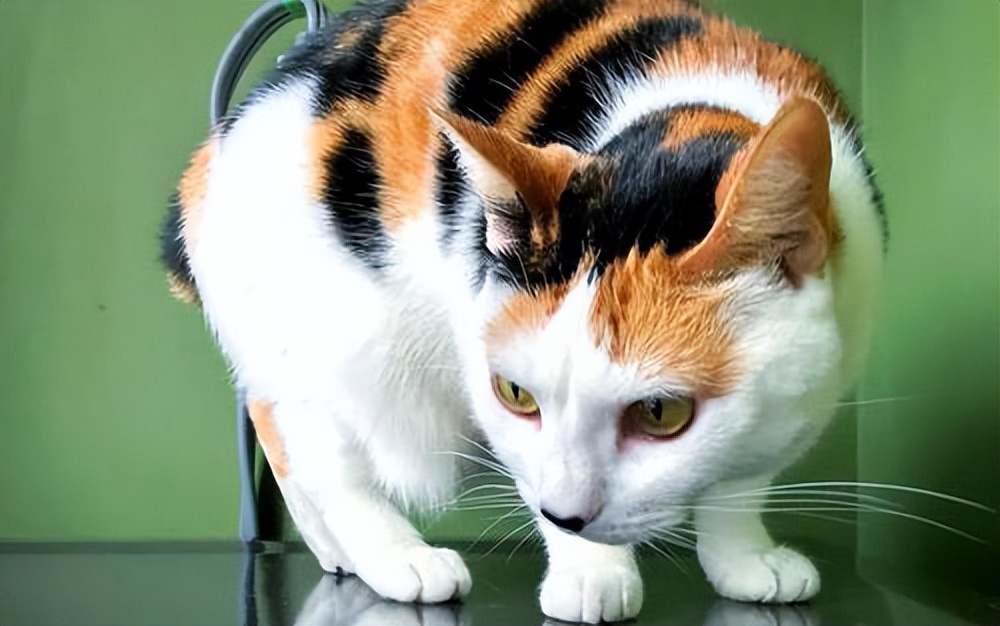 什么猫咪最好养而且又粘人省钱,什么类型的猫咪最听话好养