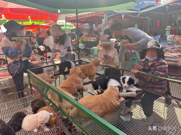 宠物线上代购主播的一出“好戏”背后圈套：谁演得好谁就赚得多