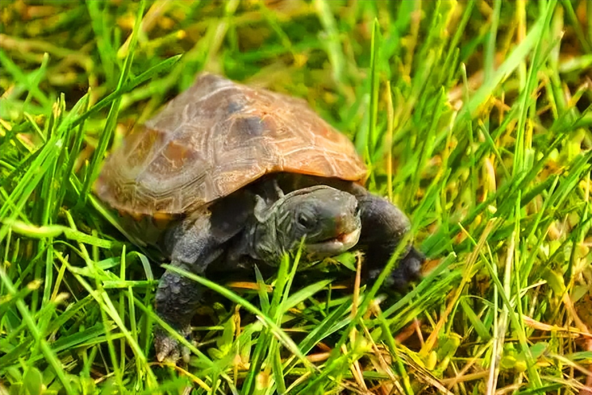 钱欣葆：《童年的“玩伴”》