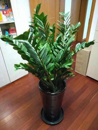 16种喜阴蔬菜,16种适合夏天养的花