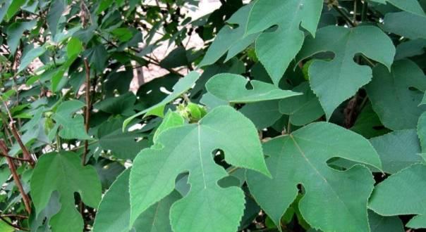 神奇宝树，开启健康新篇章