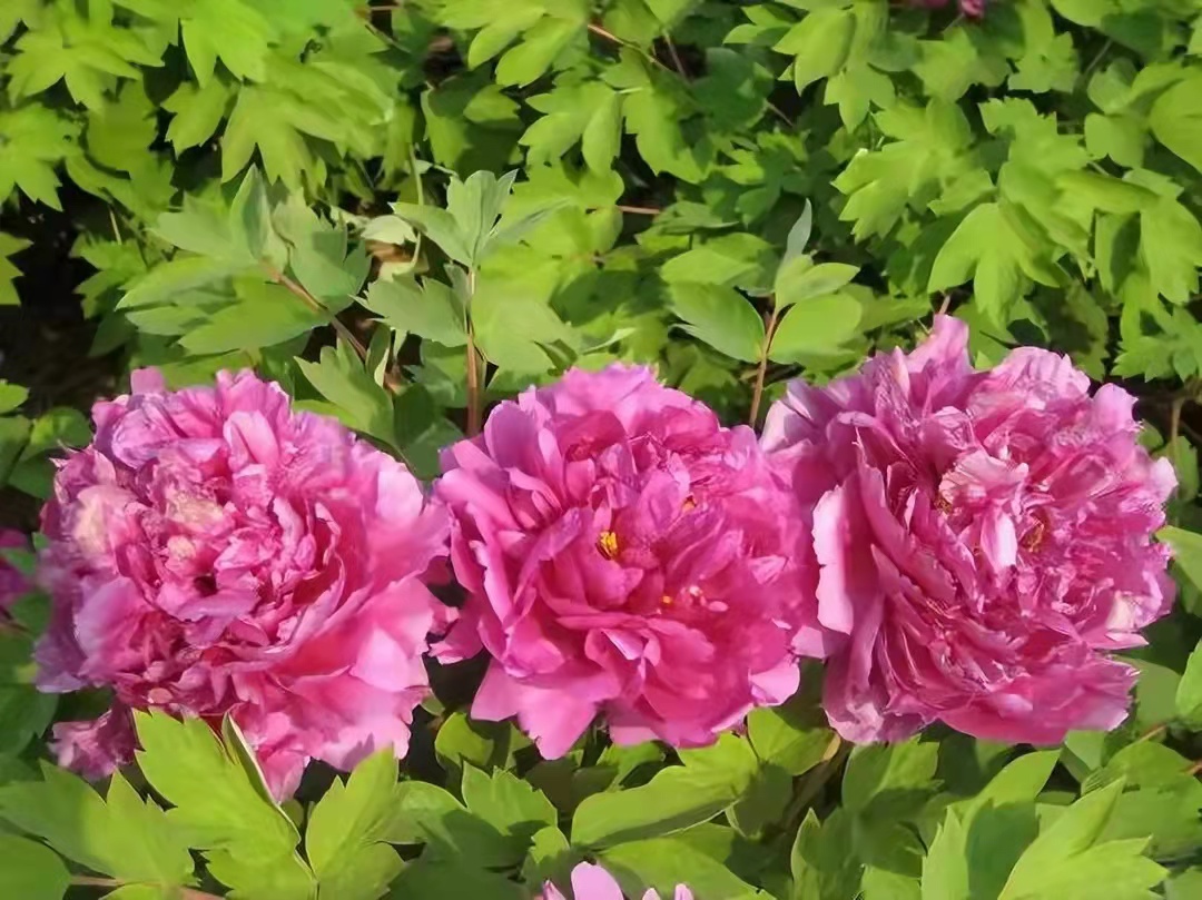 合肥的高中是如何择校的,2022届合肥168高中高二分班