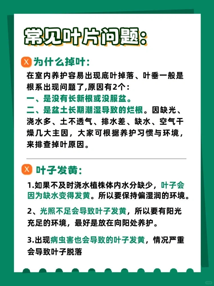 花叶橡皮树可以半阴养护吗,花叶橡皮树的养护方法