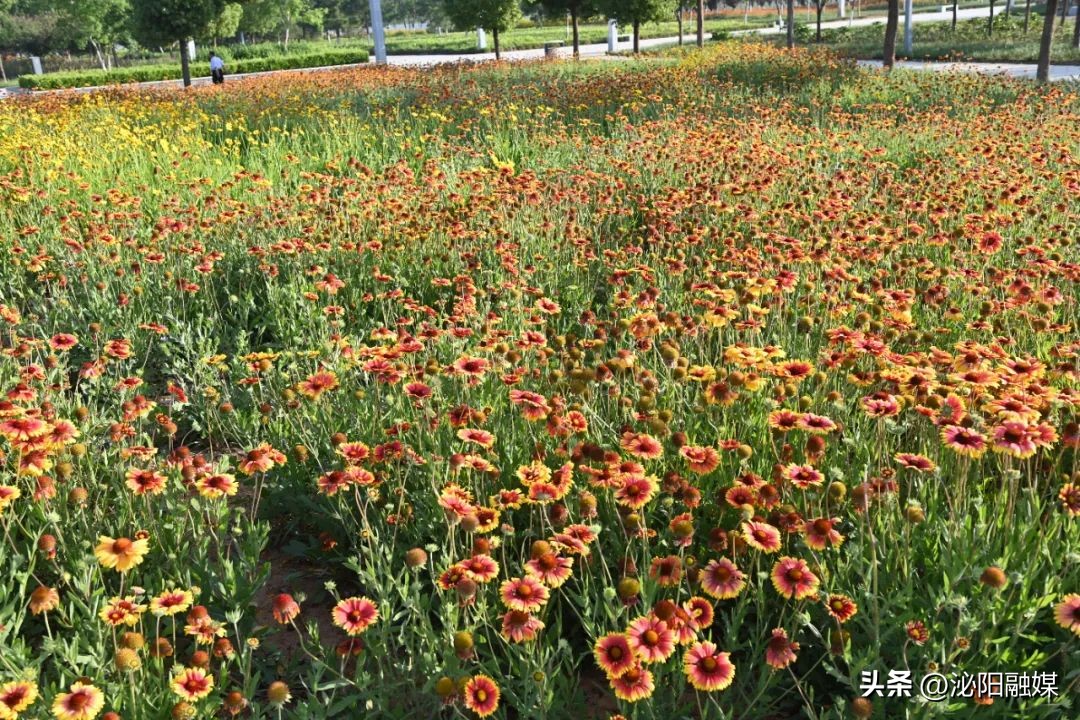 月儿湾跳舞音乐,月儿湾公园跳舞