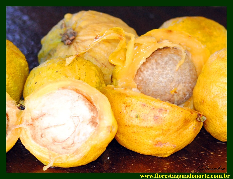 “藤黄果”、“猴果”…近20种你不知道的非洲雄鹰喀麦隆水果