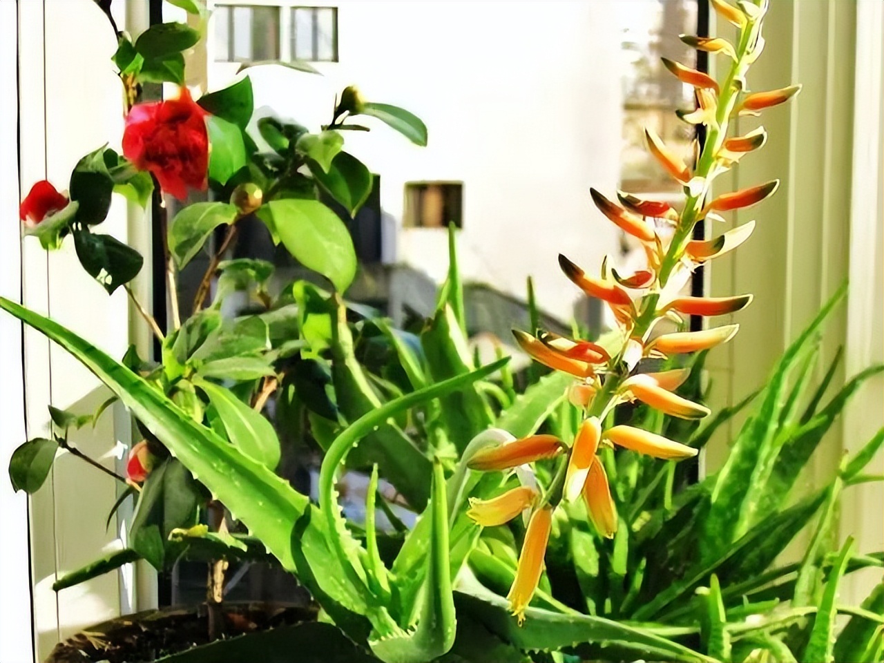 寓意吉利的花有哪些,哪一种花寓意带来好运