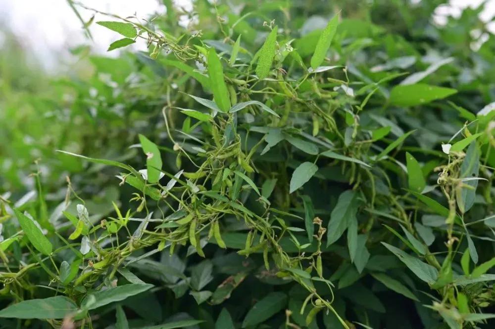 河北一地首次发现野生大豆,中国近期发现的野生大豆