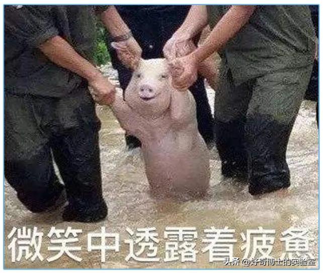 多吃生蚝猪腰到底是伤肾还是补肾,生蚝和猪腰子谁更补男人