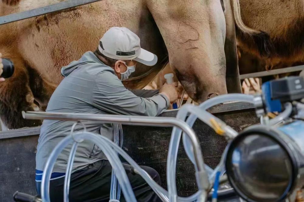伊牧驼——新鲜驼乳的搬运工