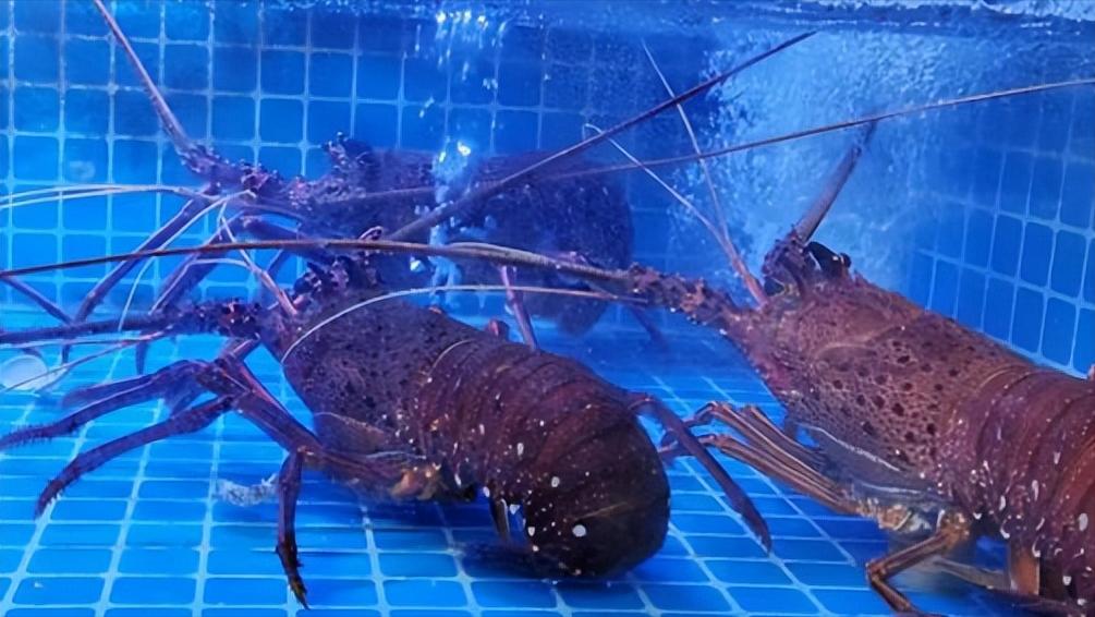 如何做好水产海鲜生意,海鲜店开店流程及费用