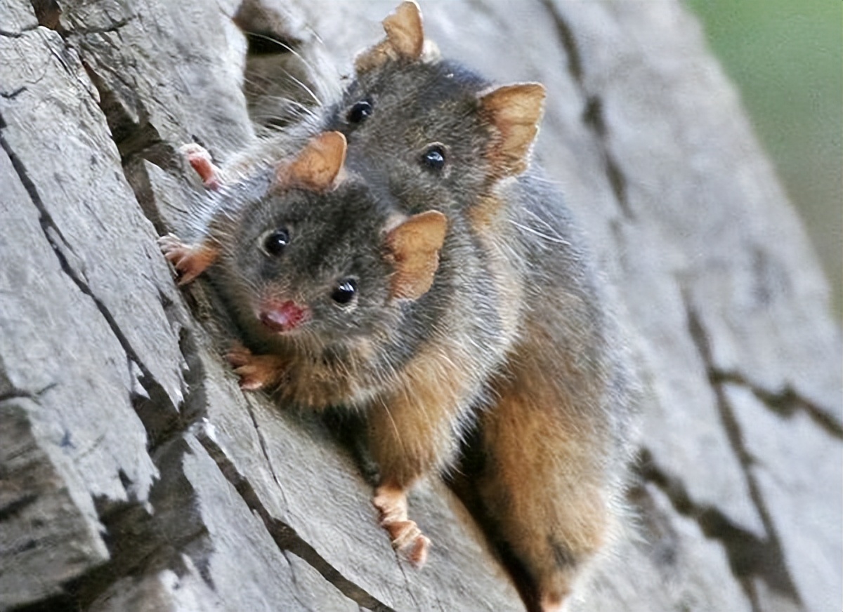 澳大利亚雄性袋鼩,澳洲袋鼩繁衍过程