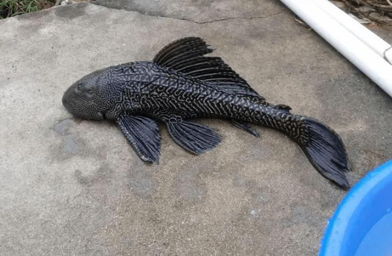 最难吃的7种鱼,只有日本人才敢吃的3种鱼