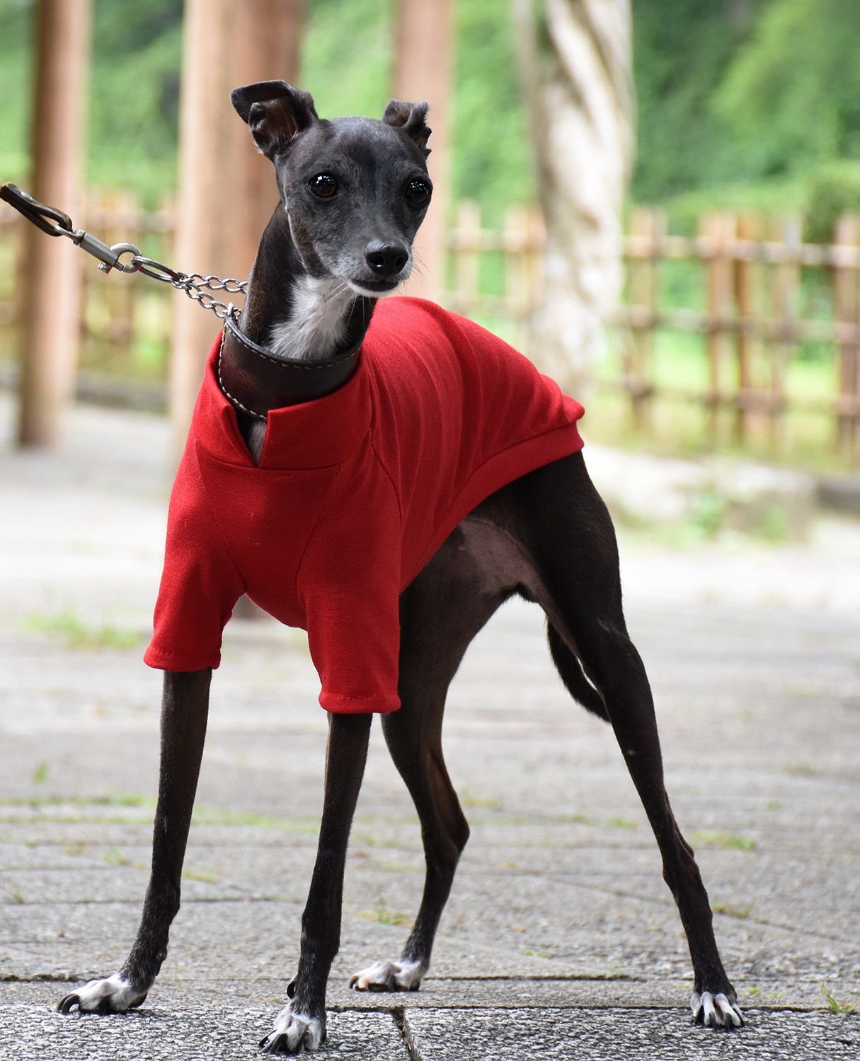 这几种狗狗不仅好养还不臭,这六种狗狗便宜又好养谁养谁走运