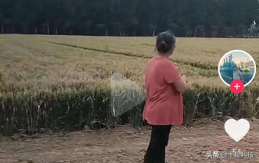 抗病能力强的河北小麦品种,德麦008小麦品种详细介绍